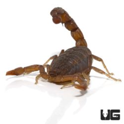 African Bark Scorpion (Uroplectes vittatus) For Sale - Underground Reptiles