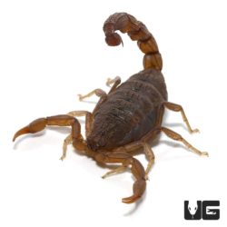 African Bark Scorpion (Uroplectes vittatus) For Sale - Underground Reptiles