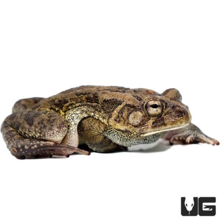 African Common Toads For Sale - Underground Reptiles