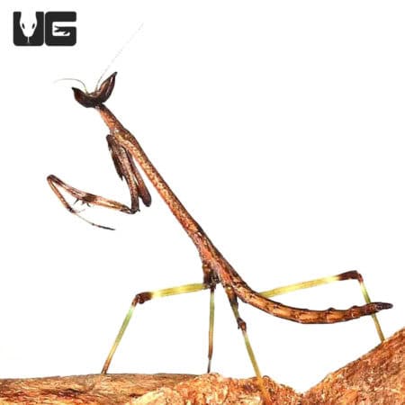 African Stick Mantis (Heterochaeta Orientalis sp) For Sale - Underground Reptiles