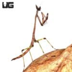 African Stick Mantis (Heterochaeta Orientalis sp) For Sale - Underground Reptiles