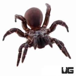 African Trap Door Spiders (Ctenolophus purcell) For Sale - Underground Reptiles