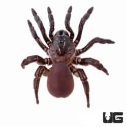 African Trap Door Spiders (Ctenolophus purcell) For Sale - Underground Reptiles