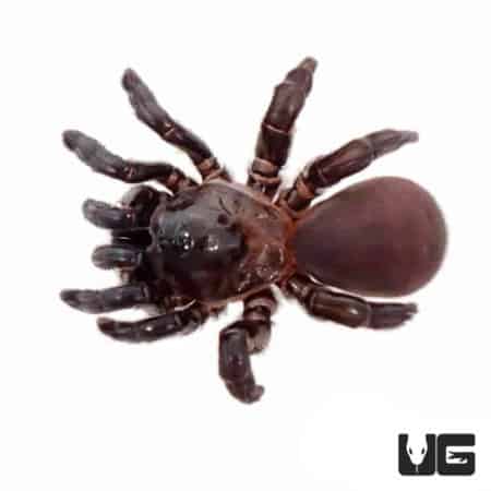 African Trap Door Spiders (Ctenolophus purcell) For Sale - Underground Reptiles