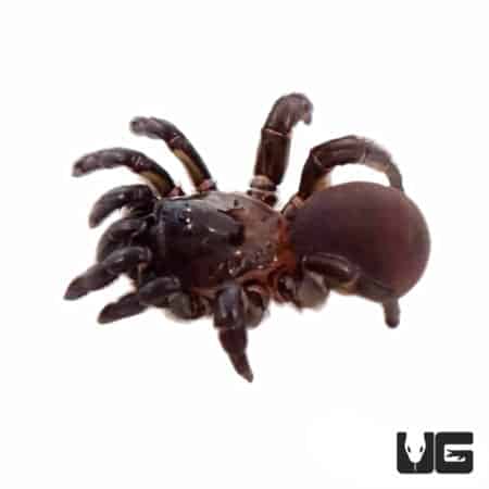 African Trap Door Spiders (Ctenolophus purcell) For Sale - Underground Reptiles