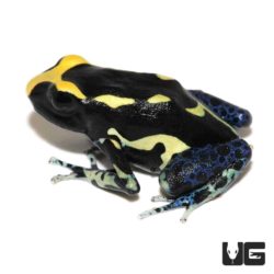 Alanis Tinctorius Dart Frogs For Sale - Underground Reptiles