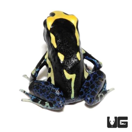 Alanis Tinctorius Dart Frogs For Sale - Underground Reptiles