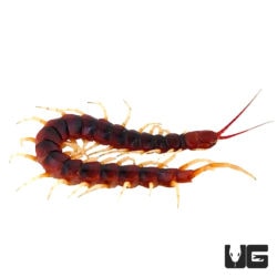 Amazon Giant Centipede (Scolopendra gigantea) For Sale - Underground Reptiles