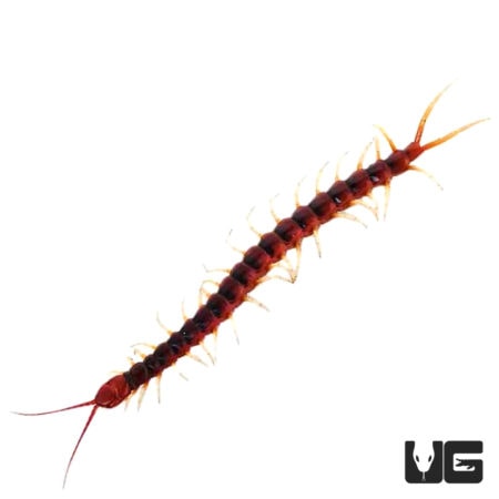 Amazon Giant Centipede (Scolopendra gigantea) For Sale - Underground Reptiles