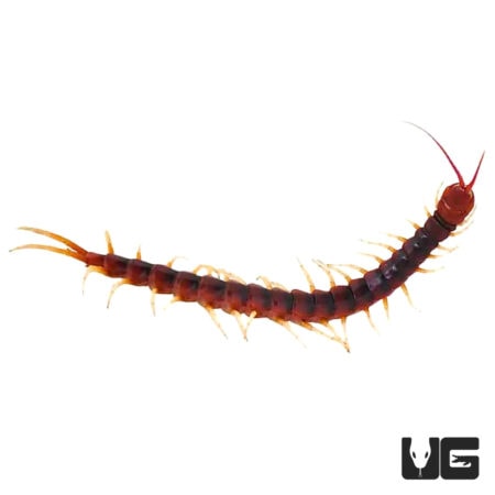 Amazon Giant Centipede - Underground Reptiles