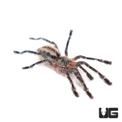 Amazon Ribbed Tree Spider (Iridopelma hirsutum) For Sale - Underground Reptiles