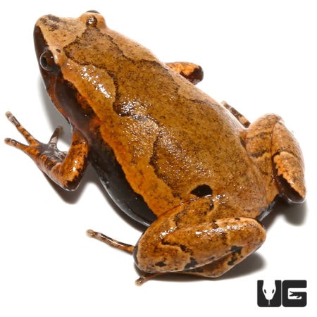Amazon Sheep Frog For Sale - Underground Reptiles