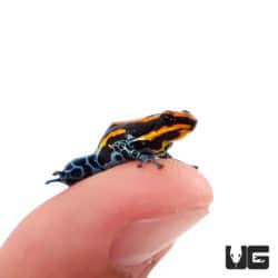 Amazonian Red Striped Dart Frogs (Ranitomeya amazonica) For Sale - Underground Reptiles