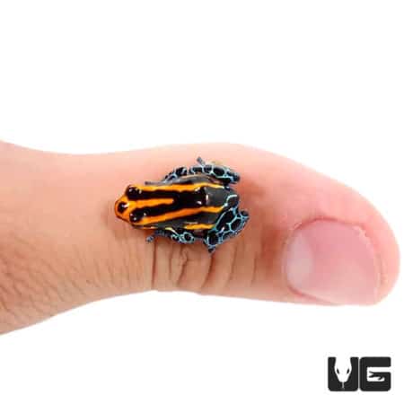 Amazonian Red Striped Dart Frogs (Ranitomeya amazonica) For Sale - Underground Reptiles