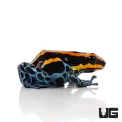 Amazonian Red Striped Dart Frogs (Ranitomeya amazonica) For Sale - Underground Reptiles
