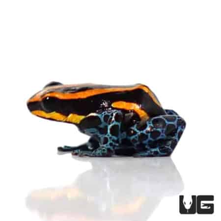 Amazonian Red Striped Dart Frogs (Ranitomeya amazonica) For Sale - Underground Reptiles