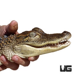 American Alligators For Sale - Underground Reptiles