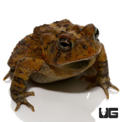 American Toad For Sale - Underground Reptiles