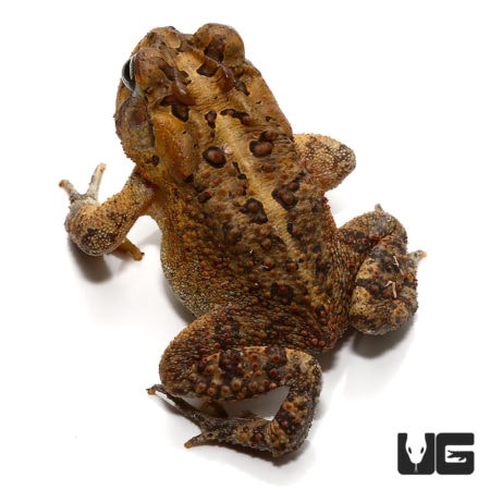 American Toad For Sale - Underground Reptiles