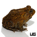 American Toad For Sale - Underground Reptiles