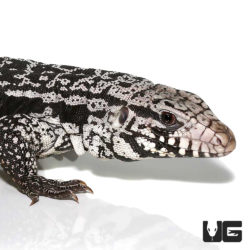 Anery Snowmaker Tegus For Sale - Underground Reptiles