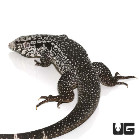 Anery Snowmaker Tegus For Sale - Underground Reptiles