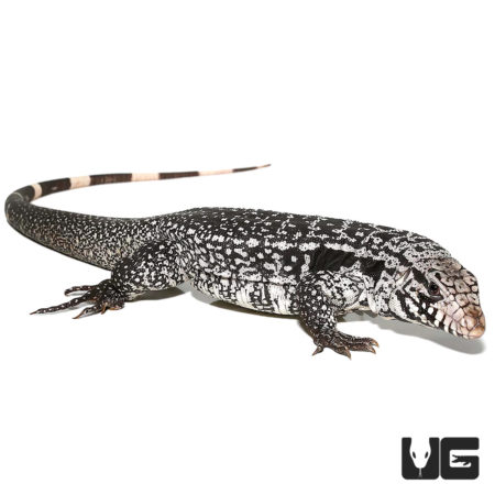 Anery Snowmaker Tegus For Sale - Underground Reptiles