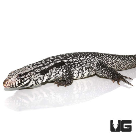 Anery Snowmaker Tegus For Sale - Underground Reptiles
