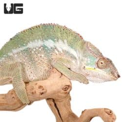 Angalovana Panther Chameleons (Furcifer pardalis) For Sale - Underground Reptiles