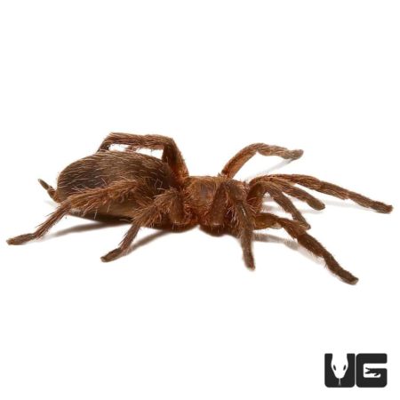 Argentine Copper Dwarf Tarantula (Cat. Sp. Argentinens) For Sale - Underground Reptiles