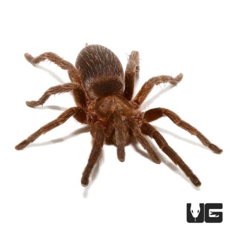 Argentine Copper Dwarf Tarantula (Cat. Sp. Argentinens) For Sale - Underground Reptiles