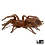 Argentine Copper Dwarf Tarantula (Cat. Sp. Argentinens) For Sale - Underground Reptiles