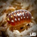 Armadillidium Klugii Montenegro Isopods For Sale - Underground Reptiles