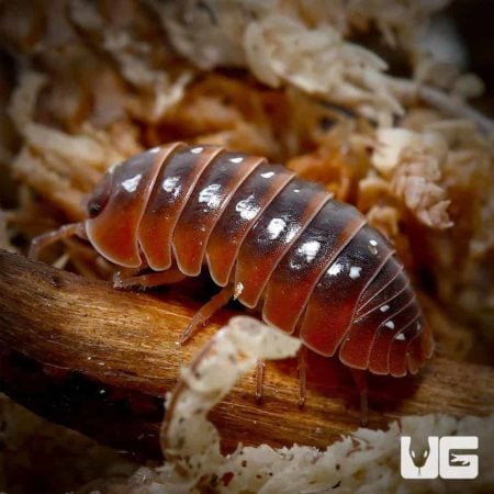 Armadillidium Klugii Montenegro Isopods For Sale - Underground Reptiles