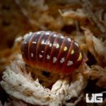 Armadillidium Klugii Montenegro Isopods For Sale - Underground Reptiles