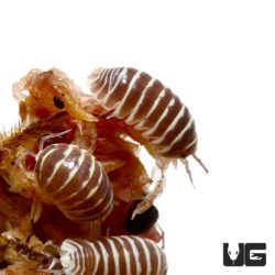 Armadillidium Maculatum Chocolate Isopods For Sale - Underground Reptiles