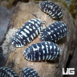 Armadillidium maculatum Spotted Isopods For Sale - Underground Reptiles
