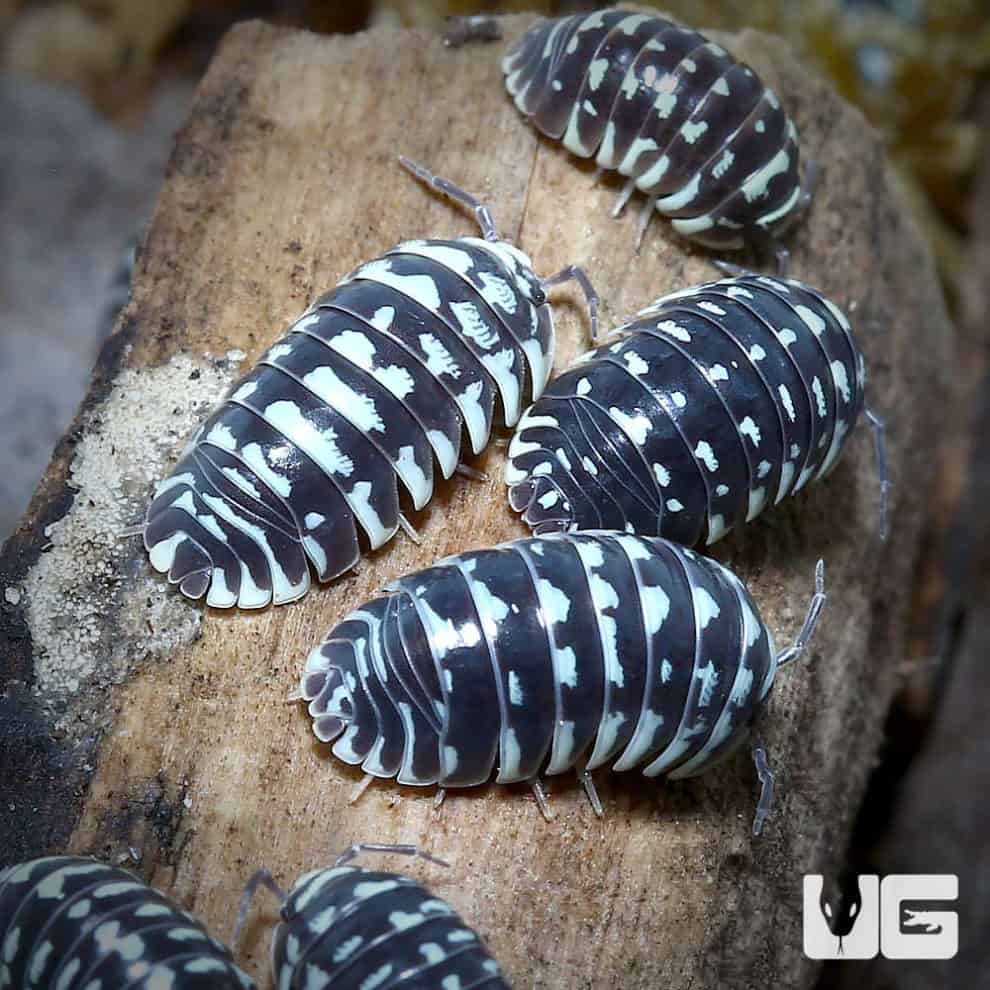 Armadillidium Maculatum Spotted Isopods - Underground Reptiles