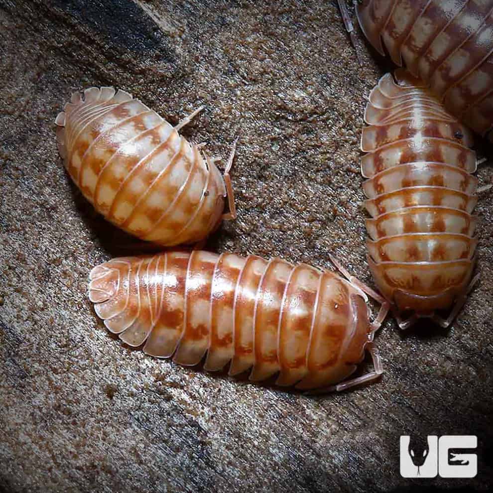 Armadillidium Nasatum Peach Isopods Underground Reptiles