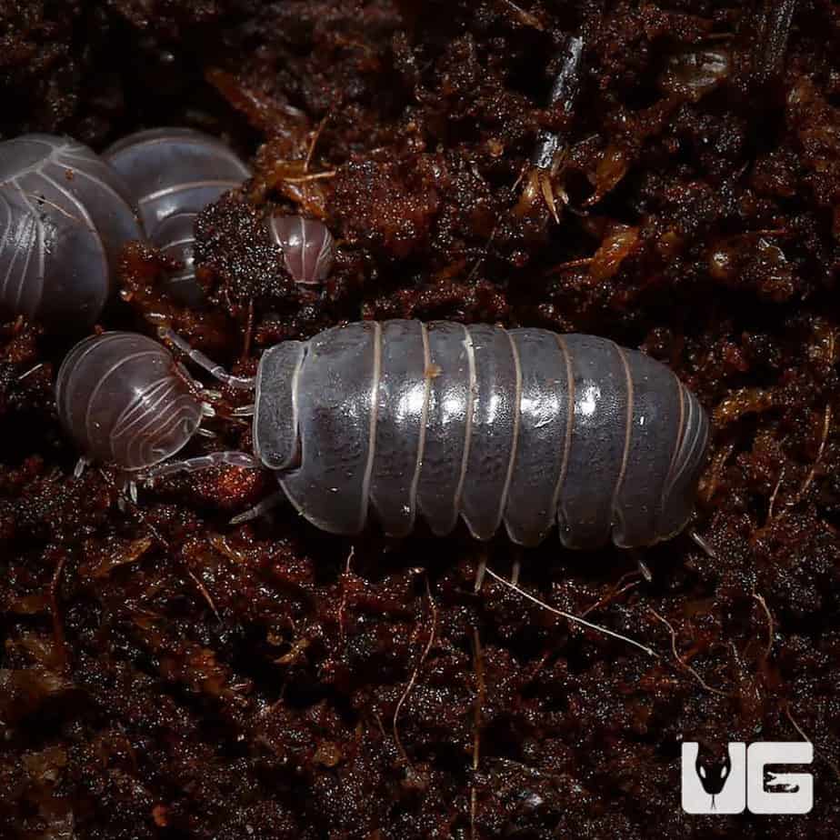 Armadillidium Officinalis Isopods - Underground Reptiles