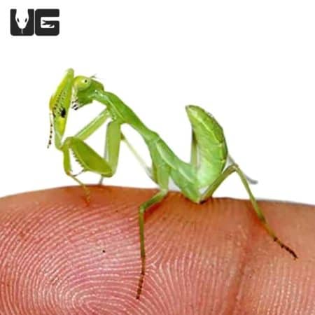 Asian Hooded Mantis (Rhombodera fusca) For Sale - Underground Reptiles