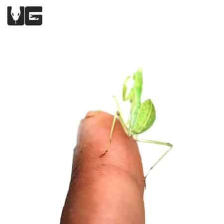 Asian Hooded Mantis (Rhombodera fusca) For Sale - Underground Reptiles