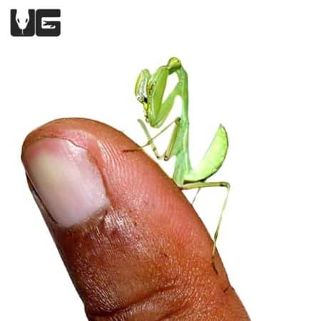Asian Hooded Mantis (Rhombodera fusca) For Sale - Underground Reptiles