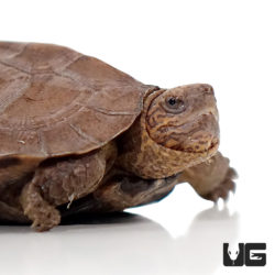 Asian Leaf Turtles For Sale - Underground Reptiles