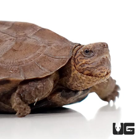 Asian Leaf Turtle - Underground Reptiles