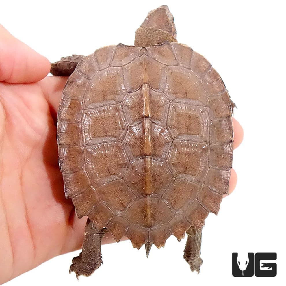 Asian Leaf Turtle - Underground Reptiles