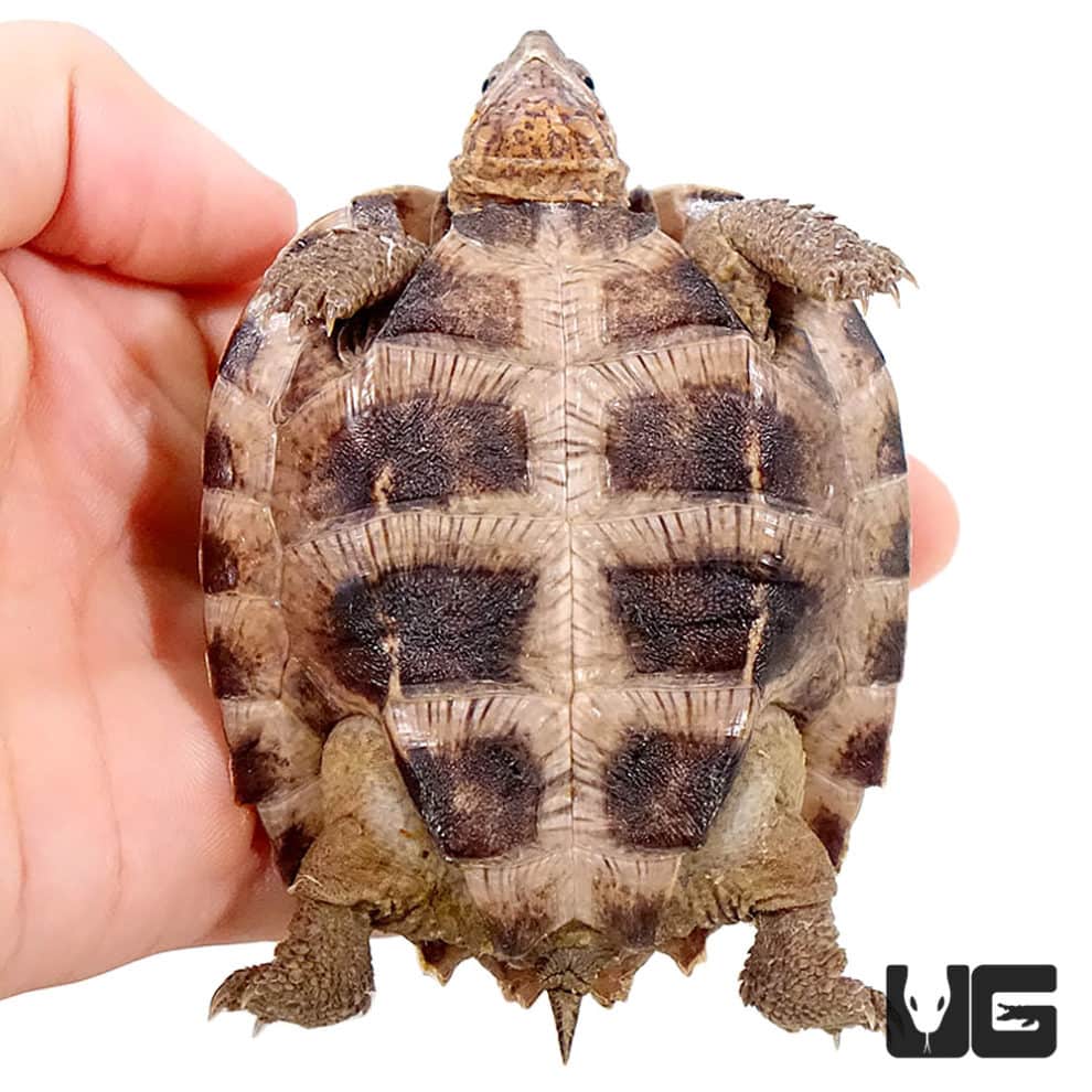 Asian Leaf Turtle - Underground Reptiles