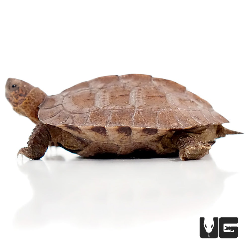 Asian Leaf Turtle - Underground Reptiles