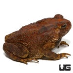 Asian Toads For Sale - Underground Reptiles