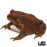 Asian Toads For Sale - Underground Reptiles